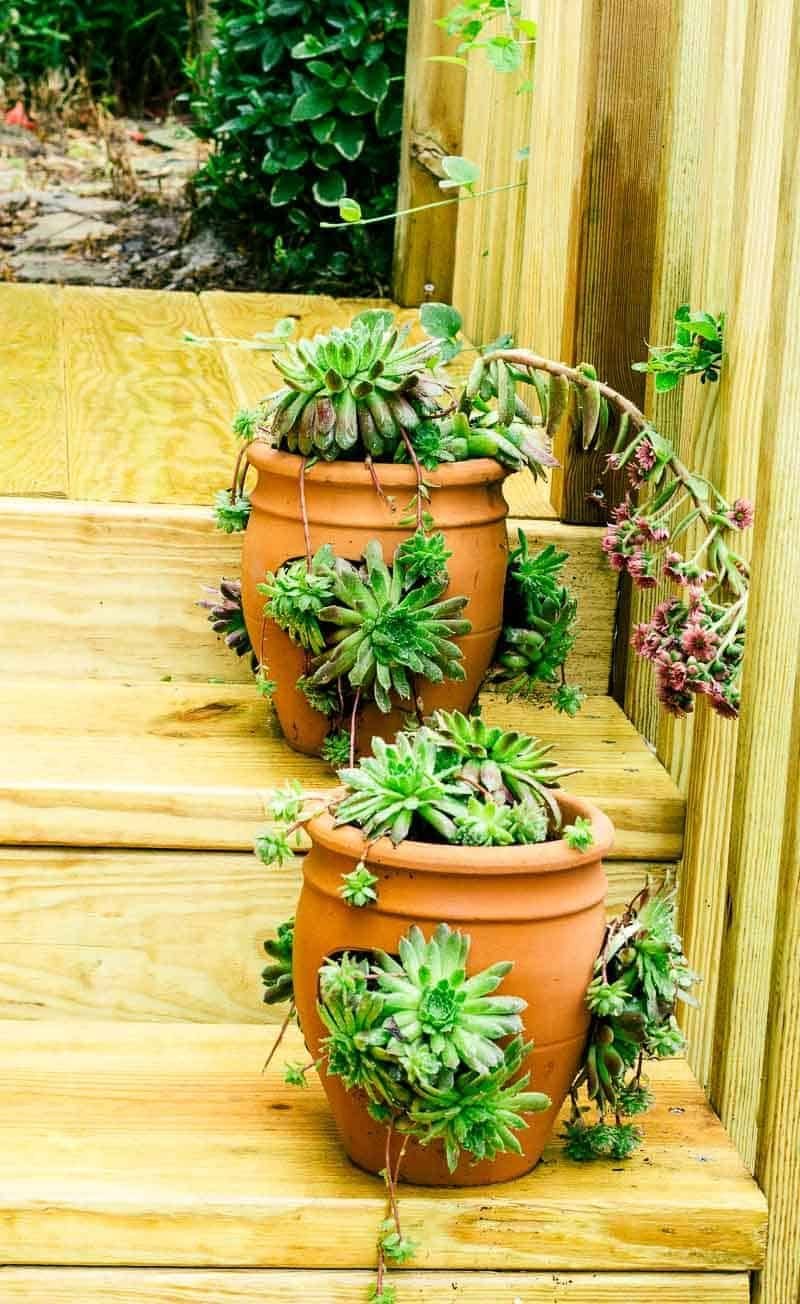 thuốc gà đá mexico tphcm,Thử thách Đá Gà Mexico tại TPHCM: Thứ hai, Thứ hai, Thứ hai thuốc gà đá mexico tphcm,Thử thách Đá Gà Mexico tại TPHCM: Thứ hai, Thứ hai, Thứ hai
