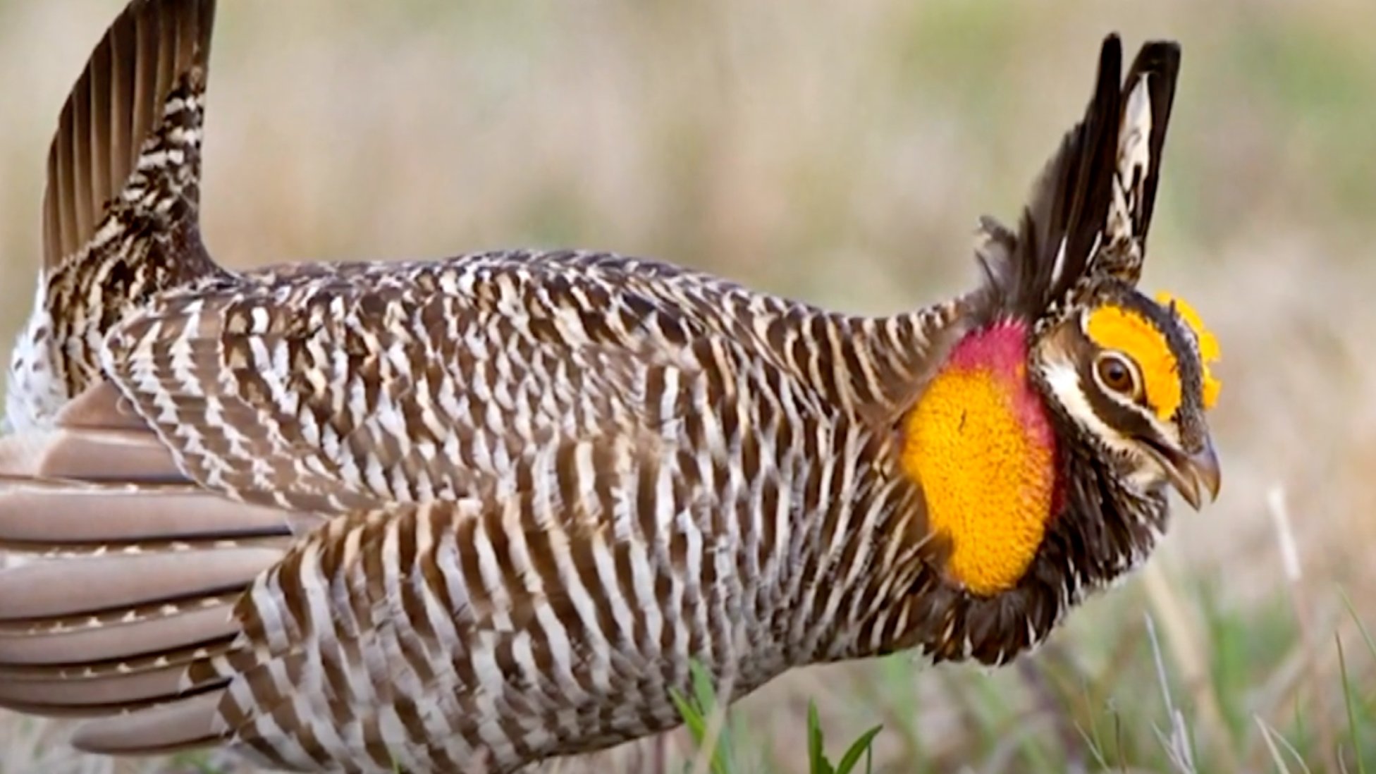 thuốc gà đá venom reco thuốc gà đá venom reco
