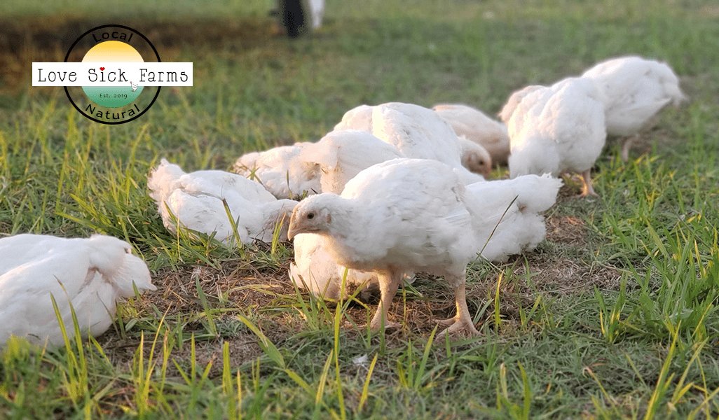 đá gà cựa sắt trực tiếp,Đá gà cựa sắt trực tiếp: Thứ hai – Độ c giới thiệu chi tiết đá gà cựa sắt trực tiếp,Đá gà cựa sắt trực tiếp: Thứ hai – Độ c giới thiệu chi tiết