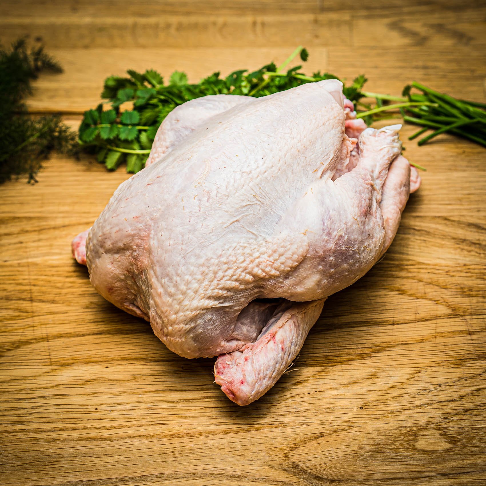 gà đá xỏ ngang gà đá xỏ ngang