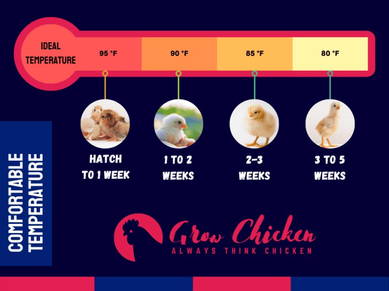 gà đá bao lâu đá lại,Giới thiệu chi tiết về bài viết “Gà đá bao lâu đá lại?”