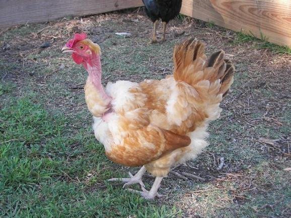 vẽ tranh đề tài lễ hội đá gà,Đặc Biệt: Vẽ Tranh Đề Tài Lễ Hội Đá Gà Thứ Hai