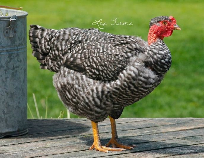đá gà chọi đỉnh cao 2018,Đá gà chọi đỉnh cao 2018: Thứ hai – Giới thiệu chi tiết độ c đá gà chọi đỉnh cao 2018,Đá gà chọi đỉnh cao 2018: Thứ hai – Giới thiệu chi tiết độ c