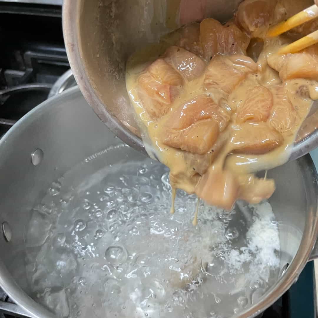 gà asil đá cựa tròn