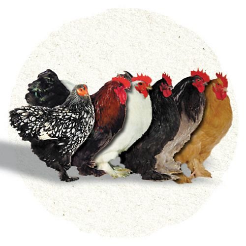 xem giải gà đá,Giới thiệu chi tiết về bài viết “Xem giải gà đá” xem giải gà đá,Giới thiệu chi tiết về bài viết “Xem giải gà đá”