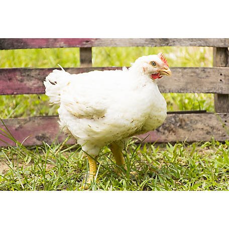 đá gà cựa sắt trực tiếp đá gà cựa sắt trực tiếp