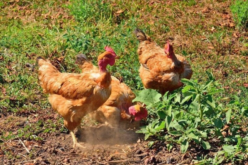 đá gà mỹ cựa sắt,Đá gà Mỹ cựa sắt: Thứ hai – Đặc điểm và Phân tích Chi Tiết đá gà mỹ cựa sắt,Đá gà Mỹ cựa sắt: Thứ hai – Đặc điểm và Phân tích Chi Tiết