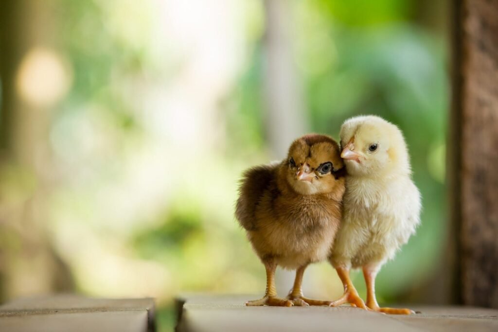 bản án đá gà,Bản án đá gà: Một sự kiện chấn động trong làng cá độ