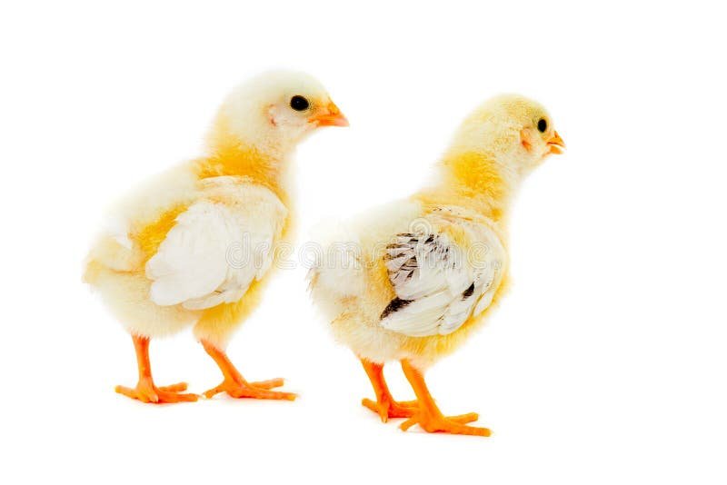 cách chữa lác cho gà đá,Cách Chữa Lác Cho Gà Đá cách chữa lác cho gà đá,Cách Chữa Lác Cho Gà Đá