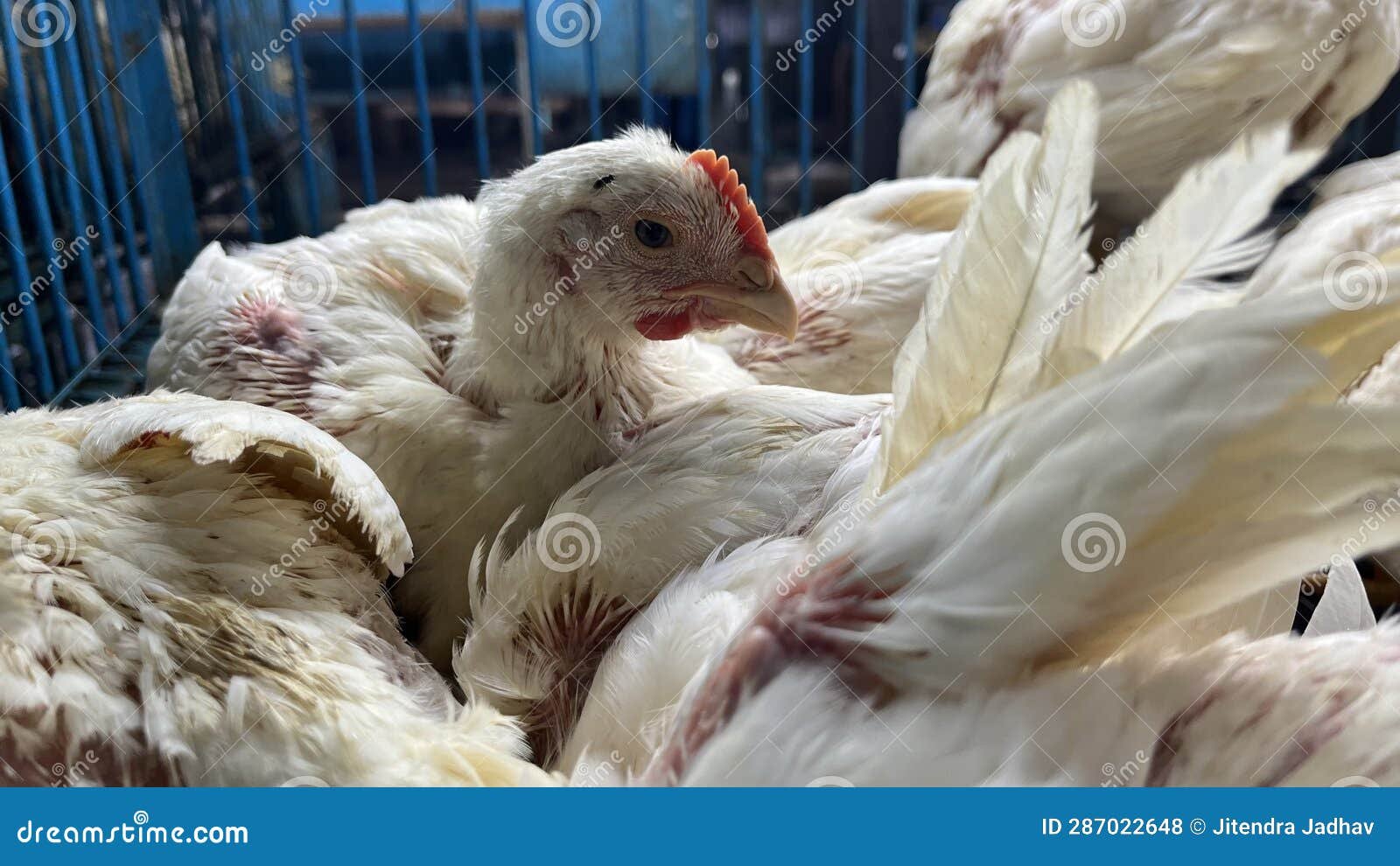 trực tiếp đá gà thomo có bình luận,Trực tiếp đá gà Thomo có bình luận: Thứ hai, một cuộc chiến không chỉ là thể thao trực tiếp đá gà thomo có bình luận,Trực tiếp đá gà Thomo có bình luận: Thứ hai, một cuộc chiến không chỉ là thể thao