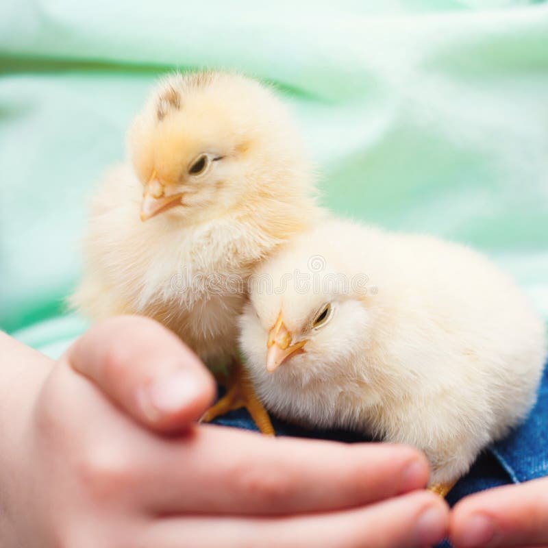 màu mạng gà đá hôm nay,Màu mạng gà đá hôm nay: Thứ hai – Đặc điểm và phân tích chi tiết màu mạng gà đá hôm nay,Màu mạng gà đá hôm nay: Thứ hai – Đặc điểm và phân tích chi tiết