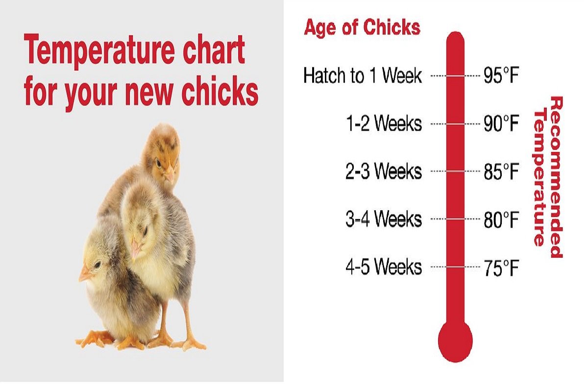thuốc gà đá super ometol,Thuốc Gà Đá Super Ometol: Đánh Giá Chi Tiết và Tác Dụng thuốc gà đá super ometol,Thuốc Gà Đá Super Ometol: Đánh Giá Chi Tiết và Tác Dụng