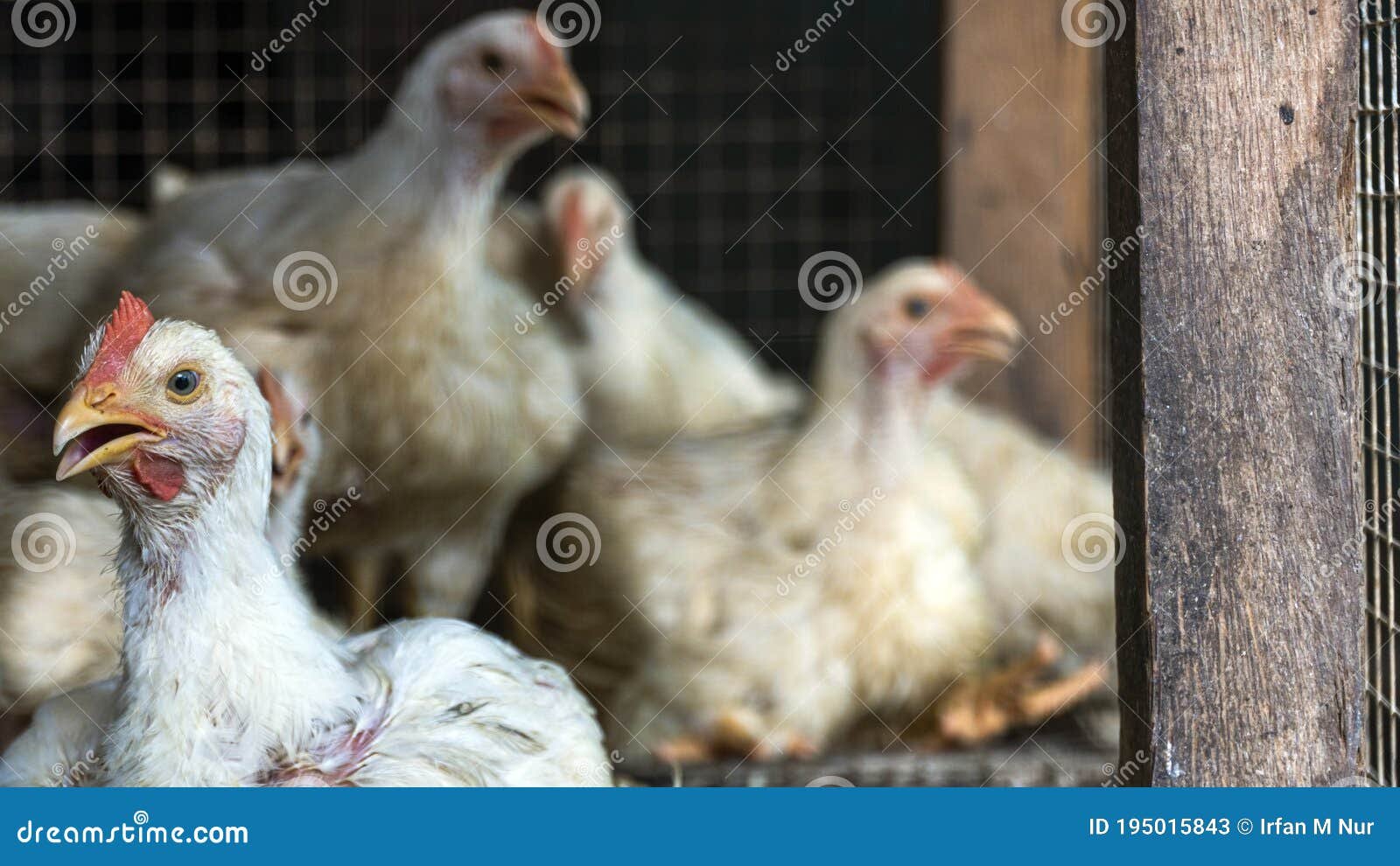 gà đá ở đâu hay nhất,1. Địa điểm gà đá nổi tiếng nhất gà đá ở đâu hay nhất,1. Địa điểm gà đá nổi tiếng nhất