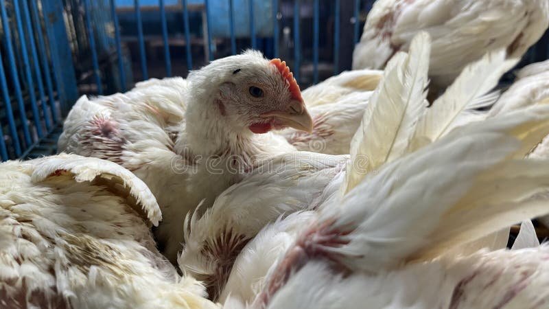 trực tiếp đá gà thomo hôm nay mới nhất,Trực tiếp đá gà Thomo hôm nay mới nhất trực tiếp đá gà thomo hôm nay mới nhất,Trực tiếp đá gà Thomo hôm nay mới nhất