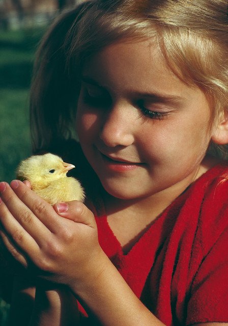 đá gà trên miên,Đá gà trên Miền: Cuộc đua chiến kê truyền thống đá gà trên miên,Đá gà trên Miền: Cuộc đua chiến kê truyền thống