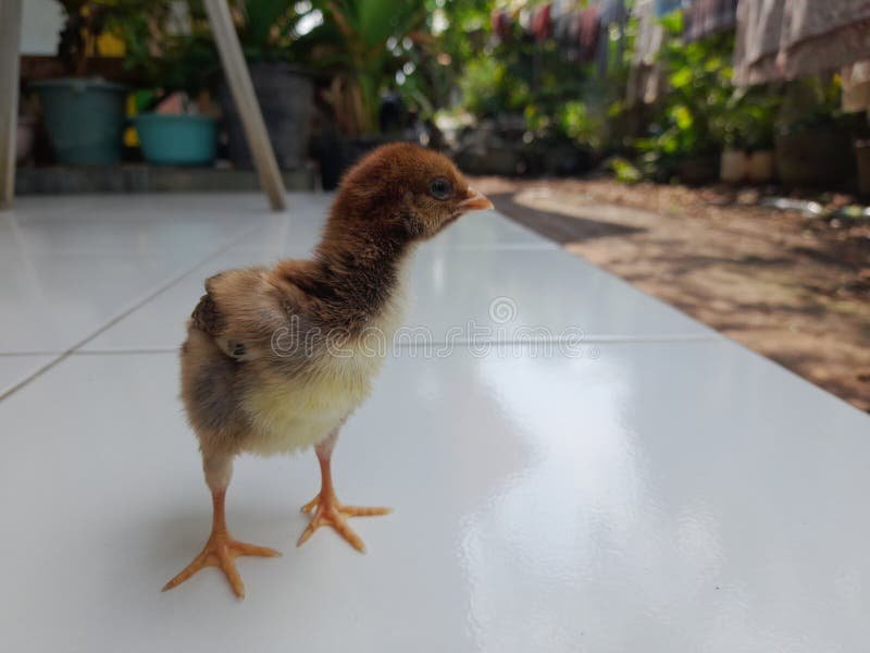 chợ tốt gà đá an giang chợ tốt gà đá an giang