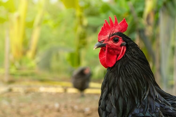 cách nuôi gà nòi đá,Cách Nuôi Gà Nòi Đá: Kỹ Năng, Chăm Sóc và Kinh Nghiệm Cần Biết cách nuôi gà nòi đá,Cách Nuôi Gà Nòi Đá: Kỹ Năng, Chăm Sóc và Kinh Nghiệm Cần Biết