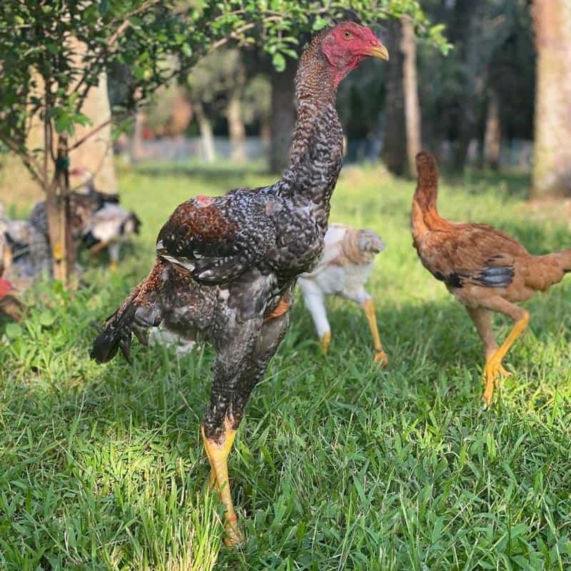 gà đá cựa sắt hay nhất gà đá cựa sắt hay nhất