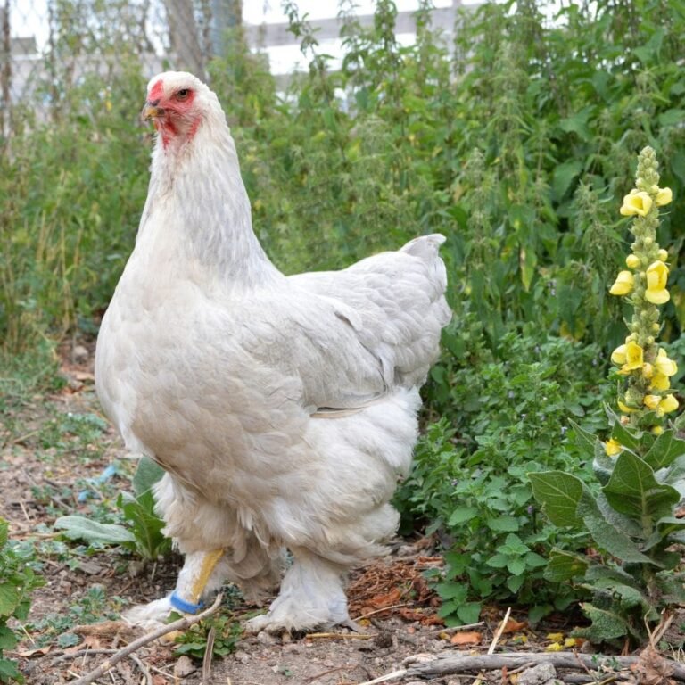 cách chăm sóc gà chọi đá,Cách Chăm Sóc Gà Chọi Đá cách chăm sóc gà chọi đá,Cách Chăm Sóc Gà Chọi Đá