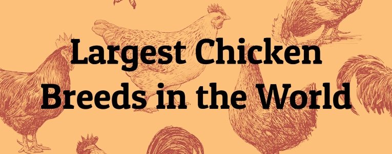 coi đá gà cựa sắt việt nam,Coi Đá Gà Cựa Sắt: Đặc Điểm Độ C và Giới Thiệu Chi Tiết coi đá gà cựa sắt việt nam,Coi Đá Gà Cựa Sắt: Đặc Điểm Độ C và Giới Thiệu Chi Tiết