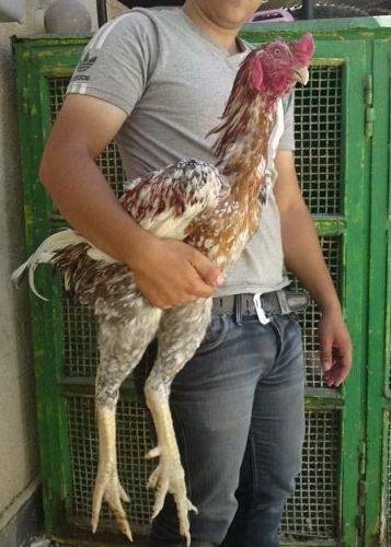 thuốc giảm đau cho gà đá,Thuốc giảm đau cho gà đá: Phương pháp và lưu ý quan trọng