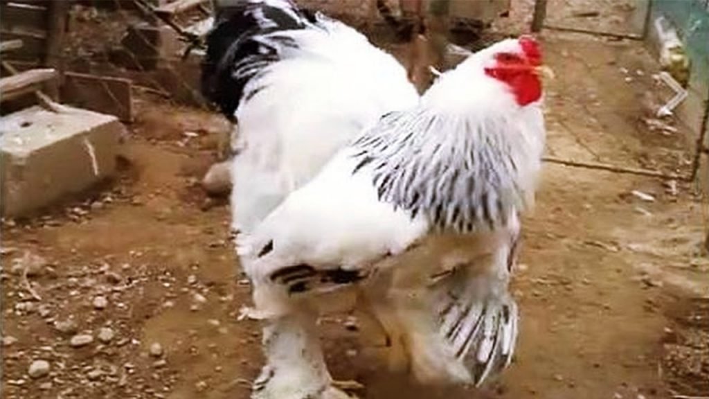 gà tre đá tiền gà tre đá tiền