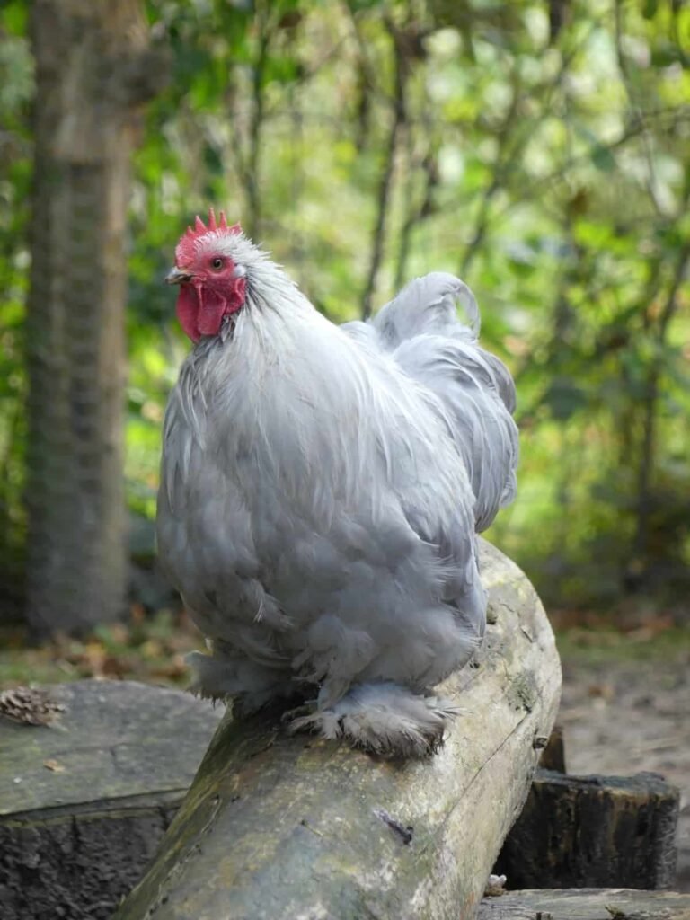 đá gà đòn hiểm độc nhất