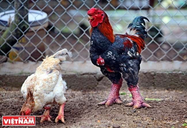 gà tre đá ban bida gà tre đá ban bida