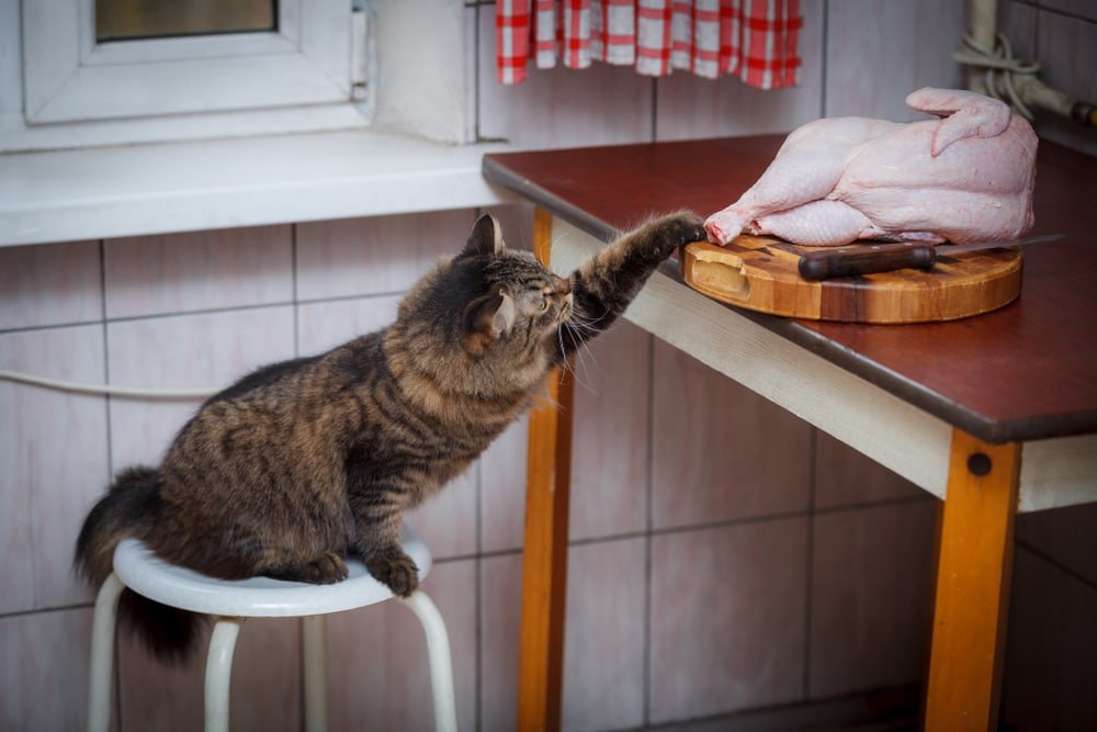 đá gà nòi thomo,Đá Gà Nòi Thomo: Thứ Hai Cho Tiêu Đề Bài Viết đá gà nòi thomo,Đá Gà Nòi Thomo: Thứ Hai Cho Tiêu Đề Bài Viết