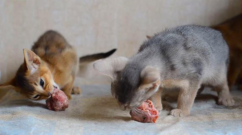 đá gà trực tiếp hôm qua,Đá gà trực tiếp hôm qua: Thứ hai – Kết quả và phân tích chi tiết đá gà trực tiếp hôm qua,Đá gà trực tiếp hôm qua: Thứ hai – Kết quả và phân tích chi tiết