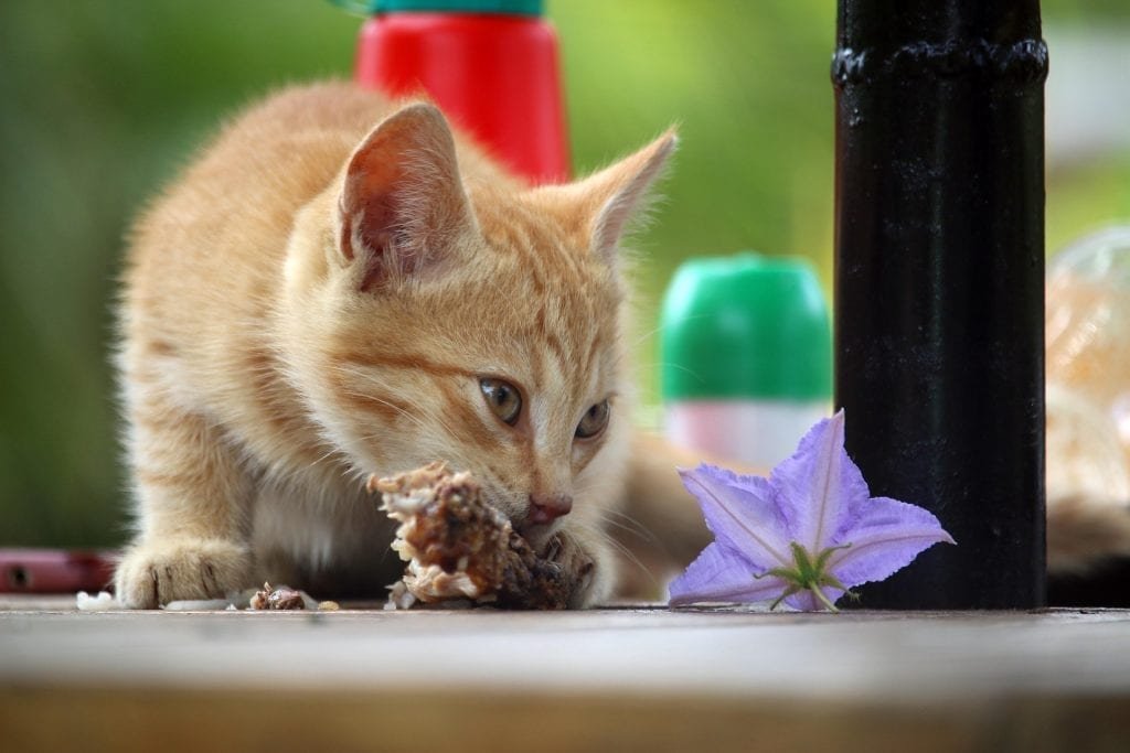 gà đá c1 là gì,Giới thiệu chi tiết về Gà đá C1 gà đá c1 là gì,Giới thiệu chi tiết về Gà đá C1