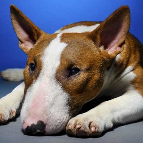 hướng dẫn xem vảy gà đá,Chi Tiết Độ C Giới Thiệu Bài Viết: Hướng Dẫn Xem Vảy Gà Đá hướng dẫn xem vảy gà đá,Chi Tiết Độ C Giới Thiệu Bài Viết: Hướng Dẫn Xem Vảy Gà Đá