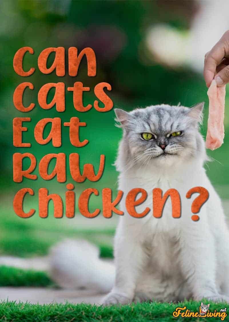 gà đá cựa sắt miền tây,Giới thiệu chi tiết về gà đá cựa sắt miền tây gà đá cựa sắt miền tây,Giới thiệu chi tiết về gà đá cựa sắt miền tây
