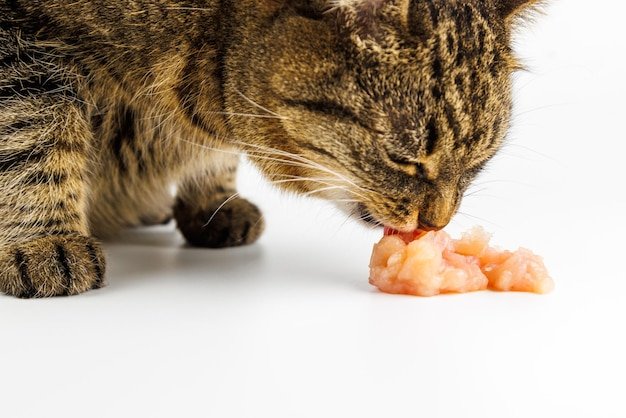 các bệnh thường gặp ở gà đá các bệnh thường gặp ở gà đá
