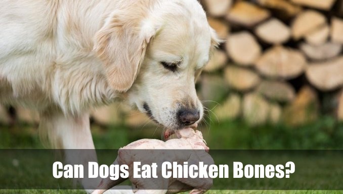 cách nấu hon gà đá,Cách Nấu Hơn Gà Đá