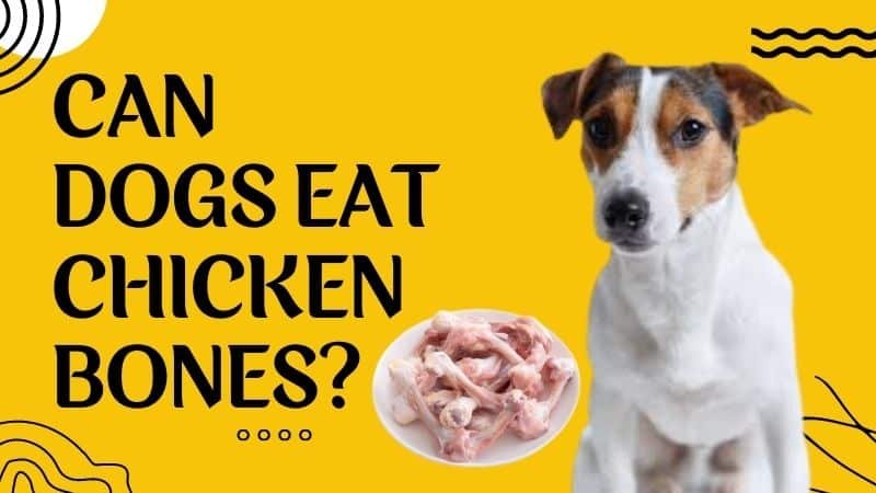 cách xem dẩy gà tre đá hay cách xem dẩy gà tre đá hay