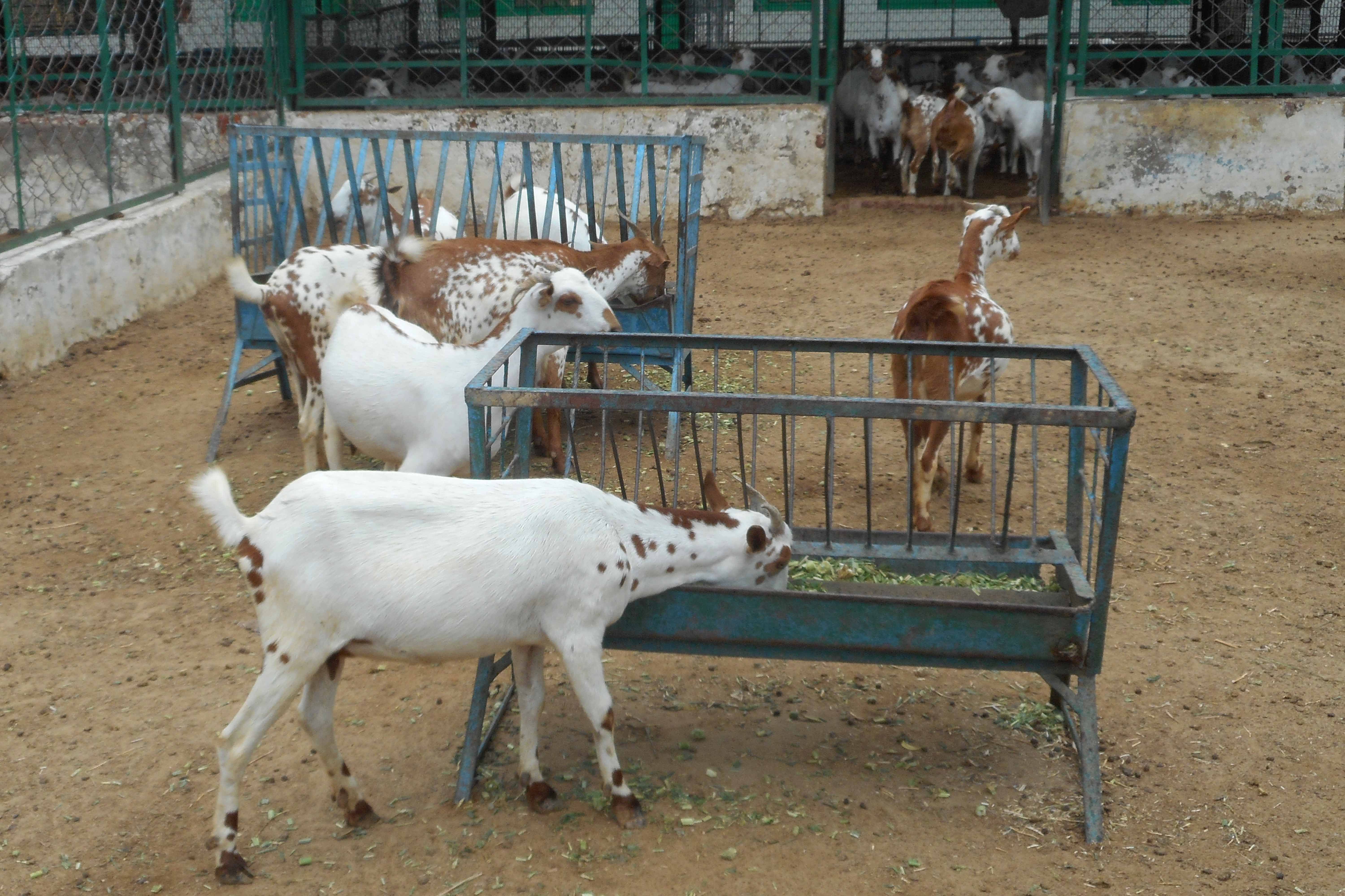 bán gà đá sóc trăng,Bán Gà Đá Sóc: Thứ Hai Cho Tiêu Đề Bài Viết Đặc Biệt