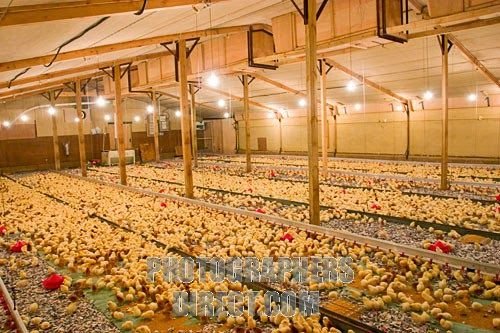 xem đá gà cựa sắt trực tiếp,Giới Thiệu Chi Tiết Độ C Xem Đá Gà Cựa Sắt Trực Tiếp xem đá gà cựa sắt trực tiếp,Giới Thiệu Chi Tiết Độ C Xem Đá Gà Cựa Sắt Trực Tiếp